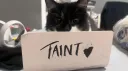 Tempest banner