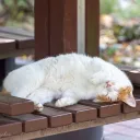 The Cat Library. Discord server banner