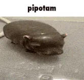 pipotam banner