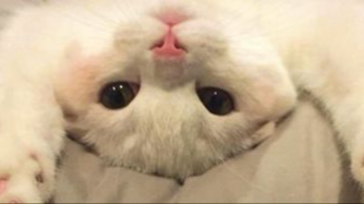 mogu ! Discord server banner