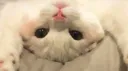 mogu ! Discord server banner