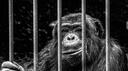  La cage aux singes  Banner