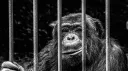 🙊 La cage aux singes 🙊 banner