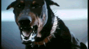 D0B3RM4N PINSCHER banner