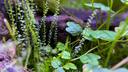 Enclosed Ecology Banner