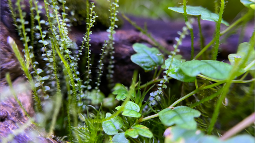 Enclosed Ecology Discord server banner