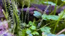 Enclosed Ecology Discord server banner