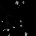 cluster (b)itches Banner