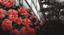 ❝┊ 𖤐 ♥ Crimson Hearts ♥ 𖤐 ... banner