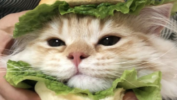 katto impact ฅ ̳͒•ˑ̫• ̳͒ฅ server banner