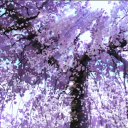 🌳Saki’s Star Forest🌟 server banner