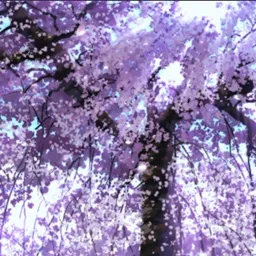 🌳Saki’s Star Forest🌟 Discord server banner