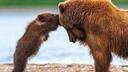 Bearington Banner