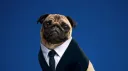 Pug de Negocios NFT banner