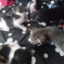 soju peach flavor club Banner