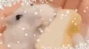 *:･ﾟ✧*:･ﾟ𝒽𝒶𝓂𝓅𝓉𝑒𝓇 𝒸𝒶𝒻𝑒 *ೃ༄ server banner