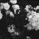 #~/Endless. banner