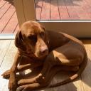 Borre’s doggo server Banner