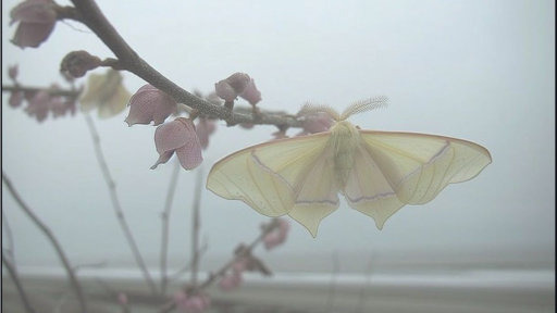 𓏵𓏵。𝕡ilk͟ 𓏼 䈢 Discord server banner