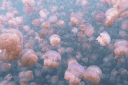 The Great Barrier Reef banner