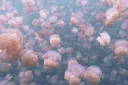 The Great Barrier Reef Discord server banner