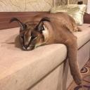 Official Floppaverse Banner