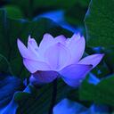 The Lotus Banner
