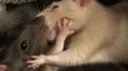 ✮ ; rat empire : Discord server banner