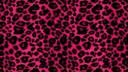 miau Banner