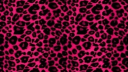 miau server banner