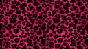 miau Discord server banner