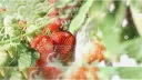 berries | 18+ banner