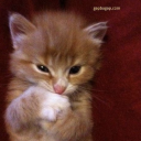 The Milkingmen(old) banner