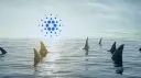 Cardano Sharks Inc. banner