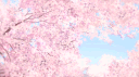～ Suteki Blossom 18+🐾🌸 server banner