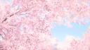 ～ Suteki Blossom 18+ Banner