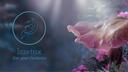 Dice & Divergence Banner