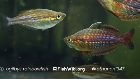 FishWiki banner