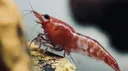 FishWiki Discord server banner