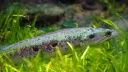 FishWiki Server Banner