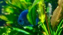 FishWiki Server Banner
