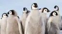 💜🐧Nanami's Pingu Family 🐧💜 banner