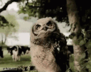 Sleepy Owls banner