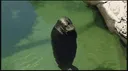 SealBot#2933 banner