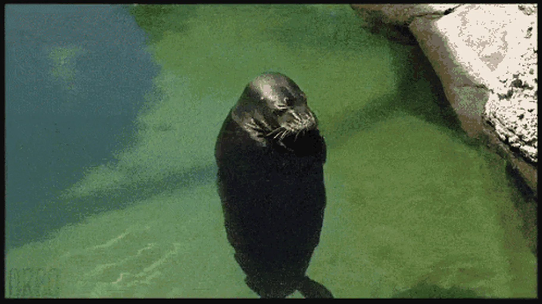 SealBot#2933 banner