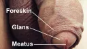 PENIS banner
