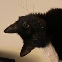 meooow Banner
