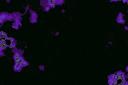 Discovery splash banner for ♾ Roofa's Infinite Basement 🐱👤 Discord server