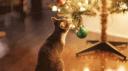 Discovery splash banner for Maow πΊ | Social & Gatitos Discord server