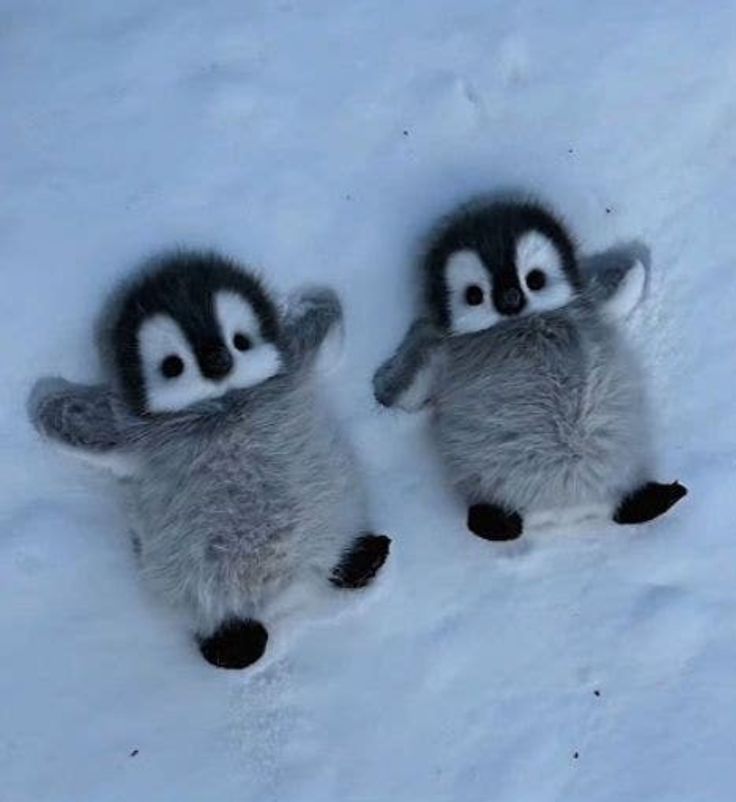 Discovery splash banner for The Gossipers™ | Social • Hangout • Non-Dating • Cats • Active • Chill • Gaming • indian com Discord server